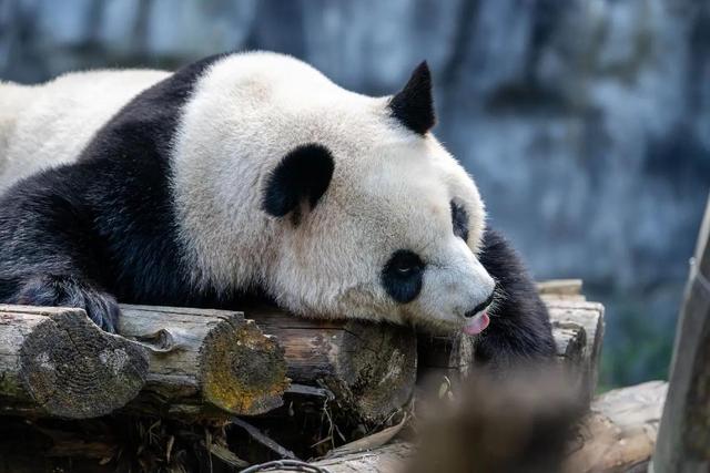 世俱杯奖金-成都大熊猫力克对手,晋级势不可挡!